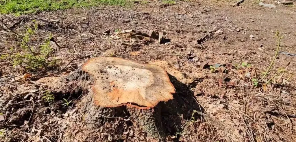stump grinding process Sydney